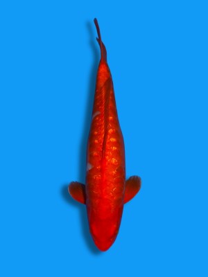 Big Scale Doitsu Ginrin Benigoi | Koi&Co.